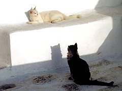 Gatti (138)